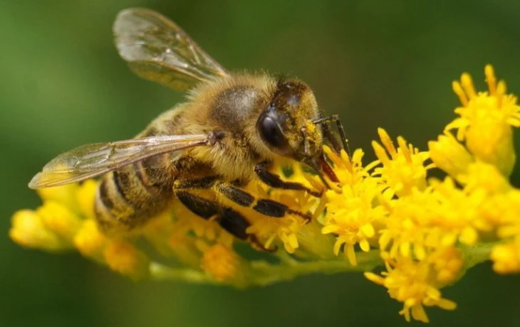 В Приангарье промаркируют и поставят на учет все пчелосемейства В Приангарье промаркируют и поставят на учет все пчелосемейства