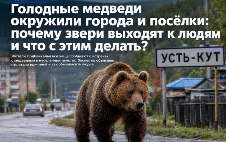 Голодные медведи вышли к людям: почему города и посёлки Прибайкалья оказались на пути диких зверей Голодные медведи вышли к людям: почему города и посёлки Прибайкалья оказались на пути диких зверей